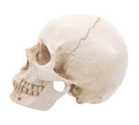 Modello di Cranio Medico 1: 1 in Resina, Staccabile, Stagione di Halloween | Dettagli Realistici, Studio per Anatomia Dentale, Uso Didattico e Artistico, Beige, per Museo