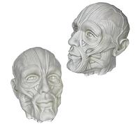 Modello di Cranio, Modello di Anatomia Umana del Cranio e dei Muscoli, Modello di Anatomia 1:1 del Cranio e dei Muscoli per Schizzi artistici della Struttura dei meridiani.