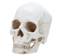 Modello di Cranio Umano 1: 1 in Resina Beige, Teschio Anatomia | Cranio Smontabile, Supporto Didattico Visivo per Lezioni, Casa, Professionisti e Insegnanti di Anatomia