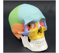 Modello di Cranio Umano a Colori - Modello di Osso del Cranio di Anatomia Umana - Modello di Cranio Umano Staccabile per la visualizzazione dello Studio Modello Medico didattico,A