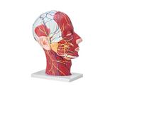 Modello di cranio umano a grandezza naturale - Anatomia staccabile in 18 parti con cervello per l'insegnamento e lo studio medico(Half Head)