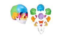 Modello di cranio umano a grandezza naturale - Anatomia staccabile in 18 parti con cervello per l'insegnamento e lo studio medico(22 Parts Skull)