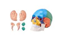 Modello di cranio umano a grandezza naturale - Anatomia staccabile in 18 parti con cervello per l'insegnamento e lo studio medico(Brain and Skull)
