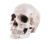 Modello di Cranio Umano a grandezza Naturale, Modello Realistico di Cranio Umano della Testa dell'osso, Cranio Bianco di Resina di Anatomia, Decorazione di Halloween