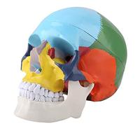 Modello di cranio umano colorato, modello anatomico di cranio umano con carta di identificazione per il corso di studio di anatomia umana per studenti di medicina