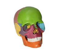 Modello di cranio umano in scala 1:2 con descrizione del colore, for anatomia con 15 parti di assemblaggio e descrizione delle ossa, manuale e dettagli accurati, modello didattico