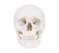 Modello di cranio umano, modello di scheletro della testa con calotta cranica rimovibile for lo studio dell'anatomia umana