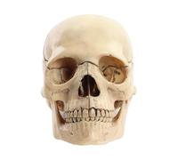 Modello Di Cranio Umano Per Educazione Colore Primario F9U1