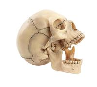 Modello di cranio umano staccabile in 2 parti - Scheletro anatomico anatomicamente accurato per l'insegnamento e lo studio medico