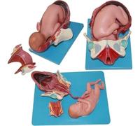 Modello di crescita degli organi fetali, modello di sviluppo dell'embrione uterino del feto, modelli scientifici di anatomia umana for l'apprendimento, la visualizzazione e l'insegnamento della medici