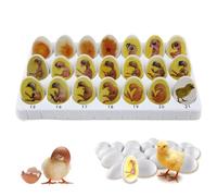 Modello di crescita dell'embrione di pollo, set per l'esplorazione del ciclo vitale del pulcino con 21 uova di plastica, modello didattico biologico del processo di schiusa delle uova