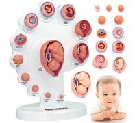 Modello di crescita fetale - Modello anatomico di sviluppo embrionale 4D per l'insegnamento medico e l'educazione biologica