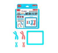 Modello di cromosoma umano, strumento didattico portatile e riutilizzabile