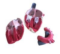 Modello di Cuore Anatomico Ingrandito - Modello di Anatomia del Cuore - per Dimostrazione Didattica in Aula di Ufficio,Rosso,22cm