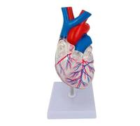 Modello di cuore Modello di organo umano Modello anatomico medico Modello di cuore umano for studio Modello di insegnamento medico in aula e studio di cardiologia