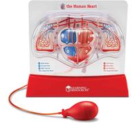 Learning Resources Pompaggio Cuore Modello