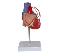 Modello di cuore umano a grandezza naturale 1:1 for cardiologi, modello anatomico staccabile magneticamente con aree numerate