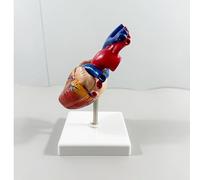 Modello di cuore umano a grandezza naturale (scala 1:1), scomponibile | Design magnetico scomponibile in 2 parti | PVC di grado medicale | aule, laboratori, educazione del paziente