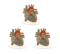 Modello di cuore umano acrilico 2D per anatomia-strumento didattico educativo e decorativo per l'ufficio medico della clinica dell'aula di casa