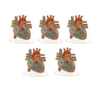 Modello di cuore umano acrilico 2D per anatomia-strumento didattico educativo e decorativo per l'ufficio medico della clinica dell'aula di casa