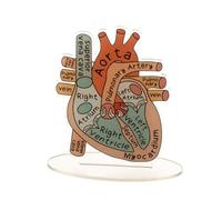 Modello di cuore umano acrilico 2D per anatomia-strumento didattico educativo e decorativo per l'ufficio medico della clinica dell'aula di casa