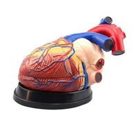 Modello di Cuore Umano Anatomicalmente Accurato, Ingrandimento 4X, Design Smontabile in 3 Parti per Educazione Medica, Insegnamento, Ricerca e Scopo Espositivo