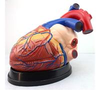 Modello di cuore umano - Cuore anatomico 3X ingrandito in 3 parti per dimostrazioni educative e mediche, anatomia anatomica dello scheletro