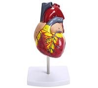 Modello di cuore umano, cuore anatomico a grandezza naturale con 34 etichette, parti staccabili per l'educazione scientifica, dettagli realistici, include base espositiva, 14 x 7,9 x 18 cm