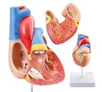 Modello di cuore umano dimensioni di vita Modello cuore medico per anatomia, 2 parti cuore modelli anatomia