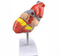 Modello di cuore umano in due parti per uso in aula e la ricerca con precisione anatomica di atria, ventricoli, valvole e vasi sanguigni montati su supporto in plastica