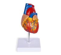 Modello di Cuore Umano, Modello anatomico Cardiaco a grandezza Naturale in 2 Parti, 48 strutture Anatomiche numerate Accurate con Numero per Lo Studio in Aula e in cardiologia