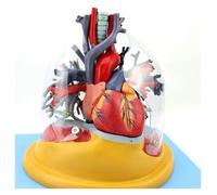 Modello di cuore umano, modello di albero tracheobronchiale del polmone umano, sussidi didattici for chirurgia toracica cardiologia apparato respiratorio polmonare, composizione in 4 parti