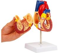 Modello di cuore umano, modello di cuore a grandezza naturale, anatomia, 59 strutture anatomicamente corrette con base e guida dettagliata for la visualizzazione del modello didattico