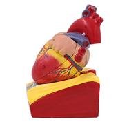 Modello di cuore umano per anatomia Modello di cuore del corpo umano Anatomicamente numerato Medicali Forniture didattiche Anatomia per Laboratorio Medici Insegnamento Ospedale