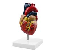 Modello di cuore umano per l'anatomia: Modelli di cuore a grandezza naturale WANDGU in 2 parti con modello di cuore umano anatomico e grandezza naturale, replica 1:1 di un modello di cuore a grandezza