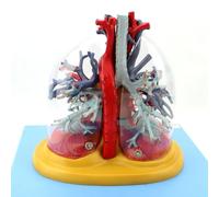 Modello di cuore umano, polmoni, trachea e albero bronchiale con segnali digitali | Cuore con modello trasparente di polmoni, trachea e albero bronchiale per chirurgia toracica, cardiologia e