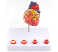 Modello Di Cuore Umano Staccabile - Modello Di Anatomia Di Un Organo Umano Modello Di Cuore - Modello Di Cuore Umano Anatomicamente Medico - Per La Visualizzazione Dello Studio Modello Medico Didattic
