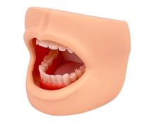Modello di cura dentale con guance, modello per la cura dei denti con viso e lingua, strumento dimostrativo per insegnamento