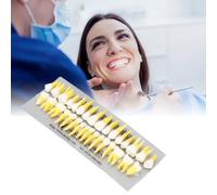 Modello di Dente 1:1 Educazione Dentistica 32 pezzi in Resina Permanente a Doppio Colore