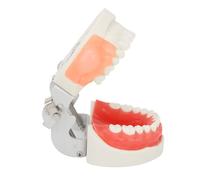 Modello di dente cistico maxillare per pratica dentistica, resina, bilaterale