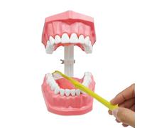 Modello Di Dente - Modello Didattico Dentale Interattivo Con Spazzolino Per Bambini,Materiale Didattico Per Studio Della Bocca XPer Ragazxzi E Famiglia