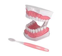 Modello di denti 2 volte con spazzolino da denti grandi modello bambini insegnamento studio spazzolatura modello dente pratico