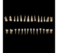 Modello di denti 28 pezzi 1:1 Modello di denti permanenti Dente in resina dentale