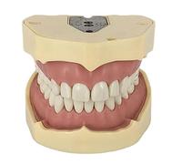 Modello di Denti, con Modello a 28 Denti Completamente Rimovibili, per l'insegnamento, la Pratica e Lo Studio di Odontoiatria