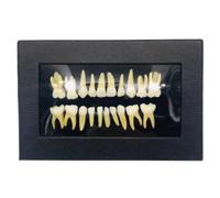 Modello di Denti Decidui, 20 Protesi Artificiali con Radici Modelli di Denti Modello Permanente a Due Colori, Simulazione Dentale con cavità pulpare, for Dimostrazione Didattica e Ricerca