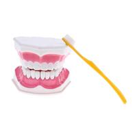 Modello di denti della bocca umana con strumenti per l'insegnamento della