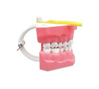 Modello Di Denti Dentali - Dello Studio Orale, Assistenza Didattica | Materiale Di Allenamento Educativo Interattivo, Modello Di Anatomia Per La Cura Della Bocca Professionale Con Spazzolino D