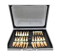 Modello di denti dentali, modello di denti permanenti a due colori 2,5 volte, 32 pezzi Typodont ?Denti individuali, modello di denti per l'educazione medica per la scienza dentale.