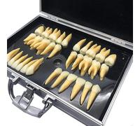 Modello di denti dentali, modello di denti permanenti bicolore ingrandito 2,5X, kit modello di denti adulti da 32 pezzi con custodia, lavorazione standard e materiale di qualità