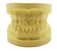 Modello di Denti dentali - Modello di Denti Standard - per la dimostrazione Pratica di insegnamento Modello Orale di Denti
